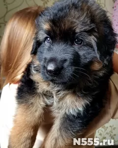 Щенки немецкой овчарки