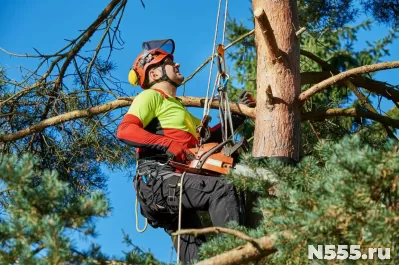 Арбористы и спил деревьев без вышки