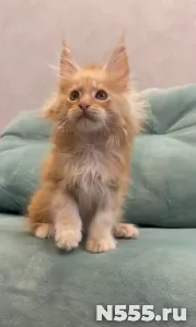 Котенок мейн-кун с документами