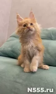 Котенок мейн-кун с документами