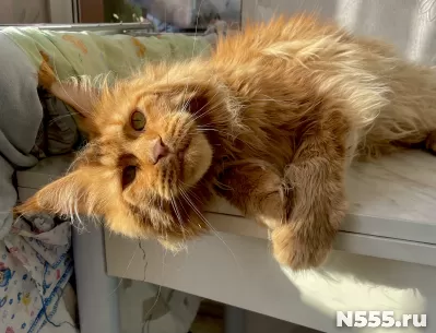 Котята мейн-кун. Разные окрасы