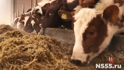 СКОТНИК на АВТОМАТИЗИРОВАННУЮ ферму с проживанием