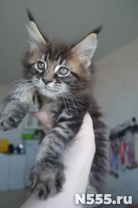 Котенок мейн-кун