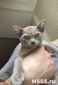 Бурма Мальчик