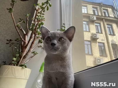 Бурма Мальчик фото 1