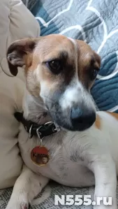 Адресники для кошек и собак