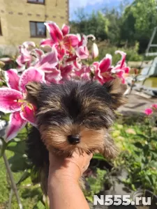 Йоркширский терьер щенки 3 месяца