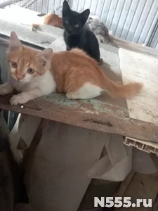 Отдам котят в добрые руки