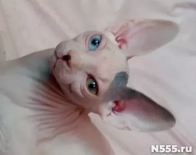 Вязка, цветная гетерохромия