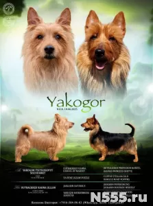 Щенки Австралийского терьера