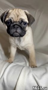 Питомник продает щенков мопса с документами 2 мес фото