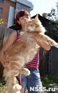 Котята мейн-кун в иркутске