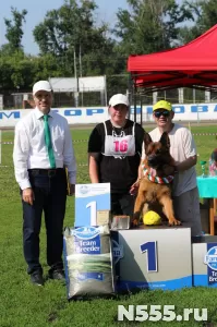 Щенки немецкой овчарки в Иркутске