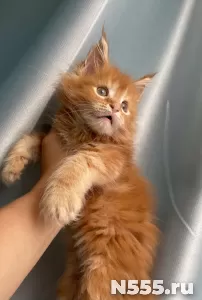 Рыжие Котята Мейн-кун