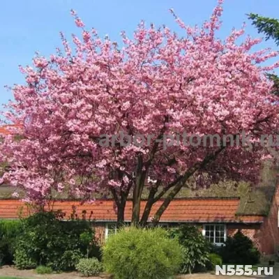 Сакура (вишня японская декоративная) в горшках для посадки