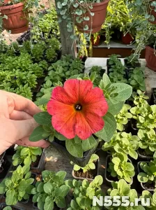 Рассада и саженцы СПБ - питомник растений Арника