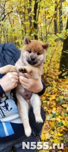 Сиба ину щенок здоровый породистый с документами, родители ч