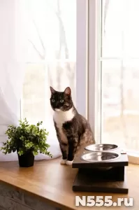 Кормушка подставка для мисок для кошек и собак малых пород фото 3