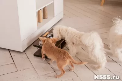 Кормушка подставка для мисок для кошек и собак малых пород фото 1