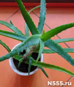 продам комнатный цветок алоэ древовидный 5 лет